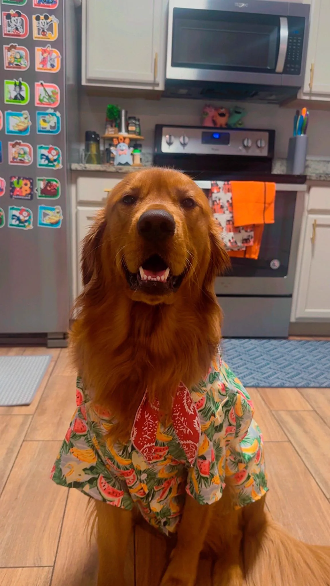 Caribe, a golden retriever in a flowered shirt, sitting in a finished kitchen